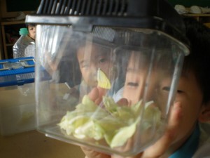 今日ようやくモンシロチョウに！