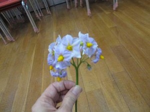 なぞの花