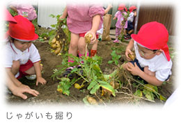 じゃがいも堀り